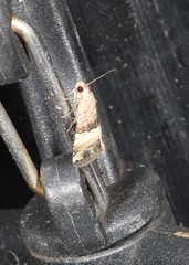 Pseudozarba orthopetes