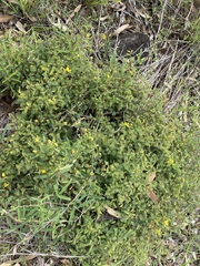 Chamaecrista concinna
