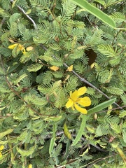 Chamaecrista concinna