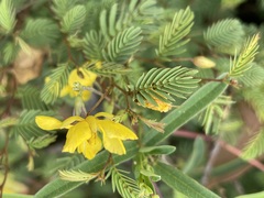 Chamaecrista concinna