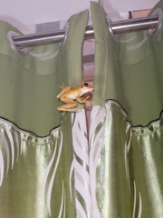 Polypedates cruciger