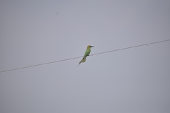 Merops orientalis