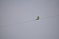 Merops orientalis
