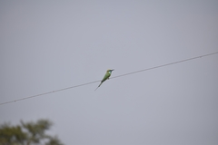 Merops orientalis