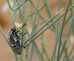 Julodis humeralis