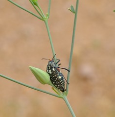 Julodis humeralis