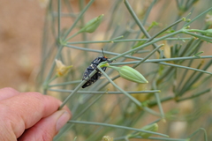 Julodis humeralis