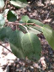 Azara petiolaris