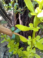 Escallonia illinita