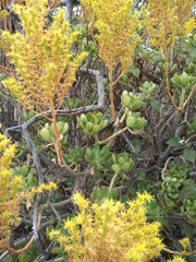 Pachysedum