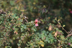 Indigofera mysorensis