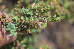 Indigofera mysorensis