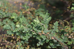 Indigofera mysorensis