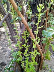 Escallonia illinita