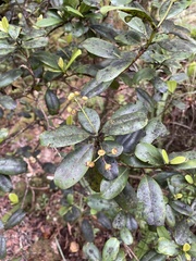 Syzygium sandwicense