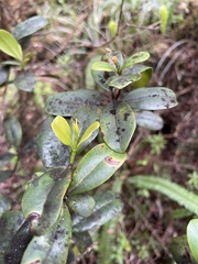 Syzygium sandwicense