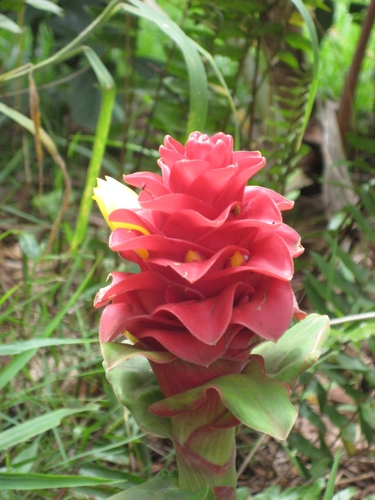 Costus comosus
