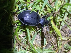 Scaphinotus striatopunctatus