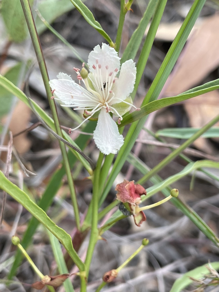 Capparis thozetiana