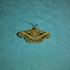 Isturgia disputaria