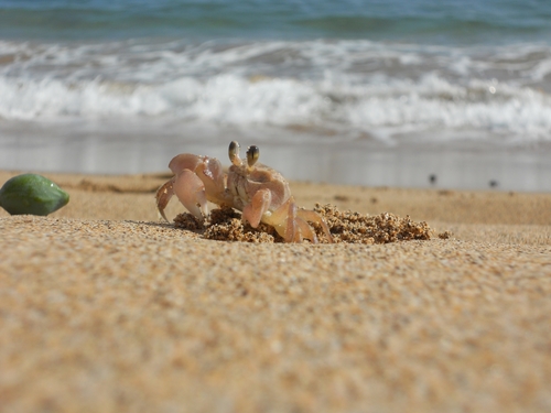pallid ghost crab