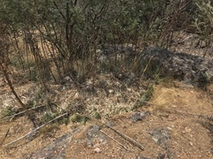 Puya coerulea violacea