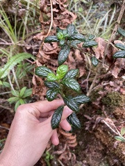 Geniostoma waialealae