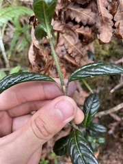 Geniostoma waialealae