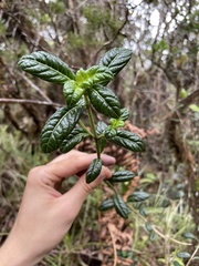Geniostoma waialealae