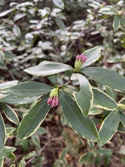 Daphne odora marginata