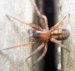 Callobius pictus