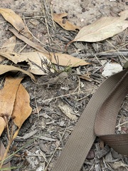 Diporiphora australis