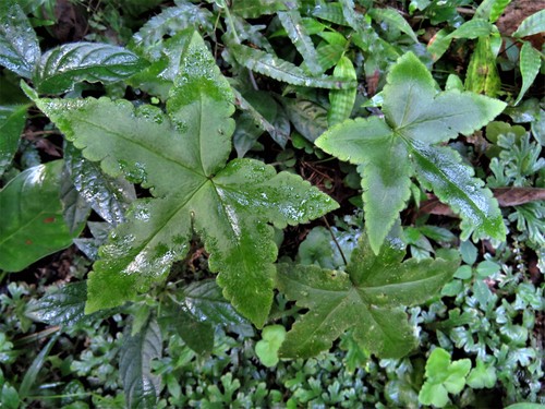 Image of Hemionitis palmata by (c) Annika Lindqvist, some rights reserved (CC BY)