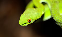 Trimeresurus rubeus