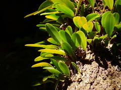 Bulbophyllum baileyi