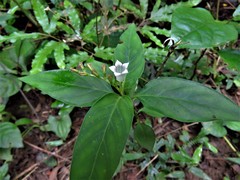 Spigelia humboldtiana