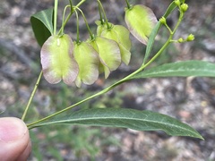 Dodonaea lanceolata