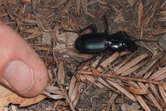 Pterostichus lama