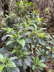 Scaevola glabra