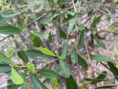 Erythroxylum australe