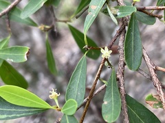 Erythroxylum australe