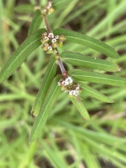Euphorbia bifida