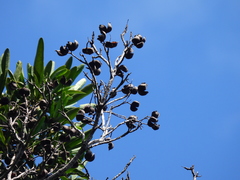 Placospermum coriaceum
