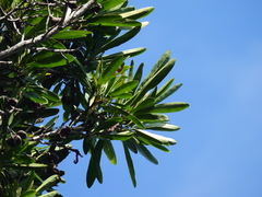 Placospermum coriaceum