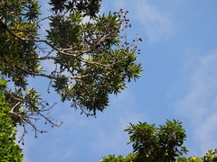 Placospermum coriaceum
