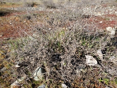 Heterotheca oregona compacta