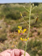 Cleome angustifolia