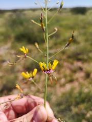 Cleome angustifolia