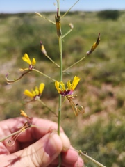 Cleome angustifolia