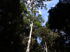 Placospermum coriaceum